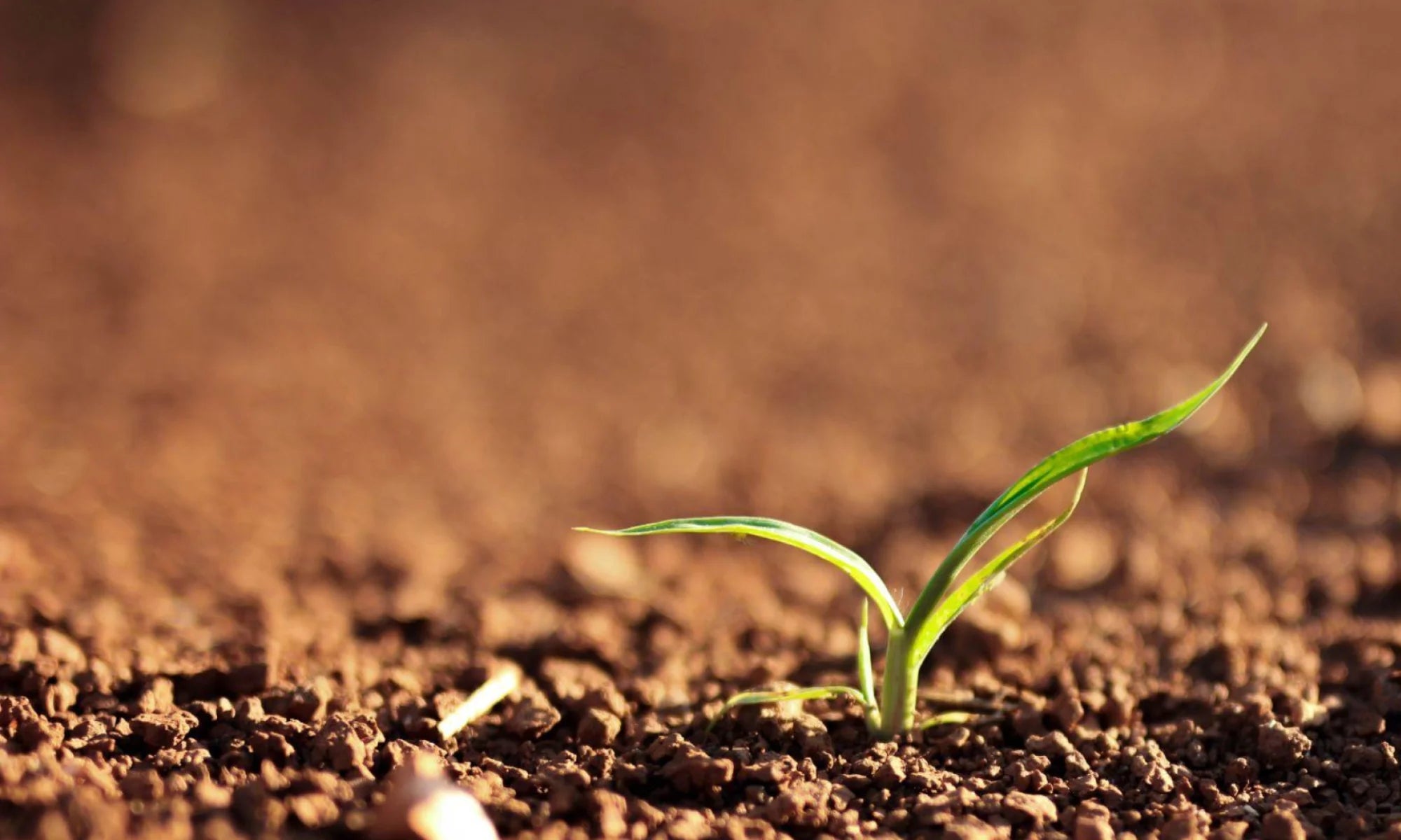 GeoDrops Droplet AI Sensor is designed to blend in beautifully with your existing garden.