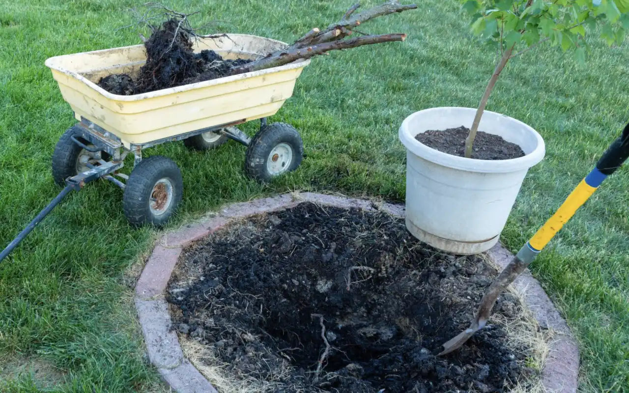 Rotten tree roots due to overwatering.