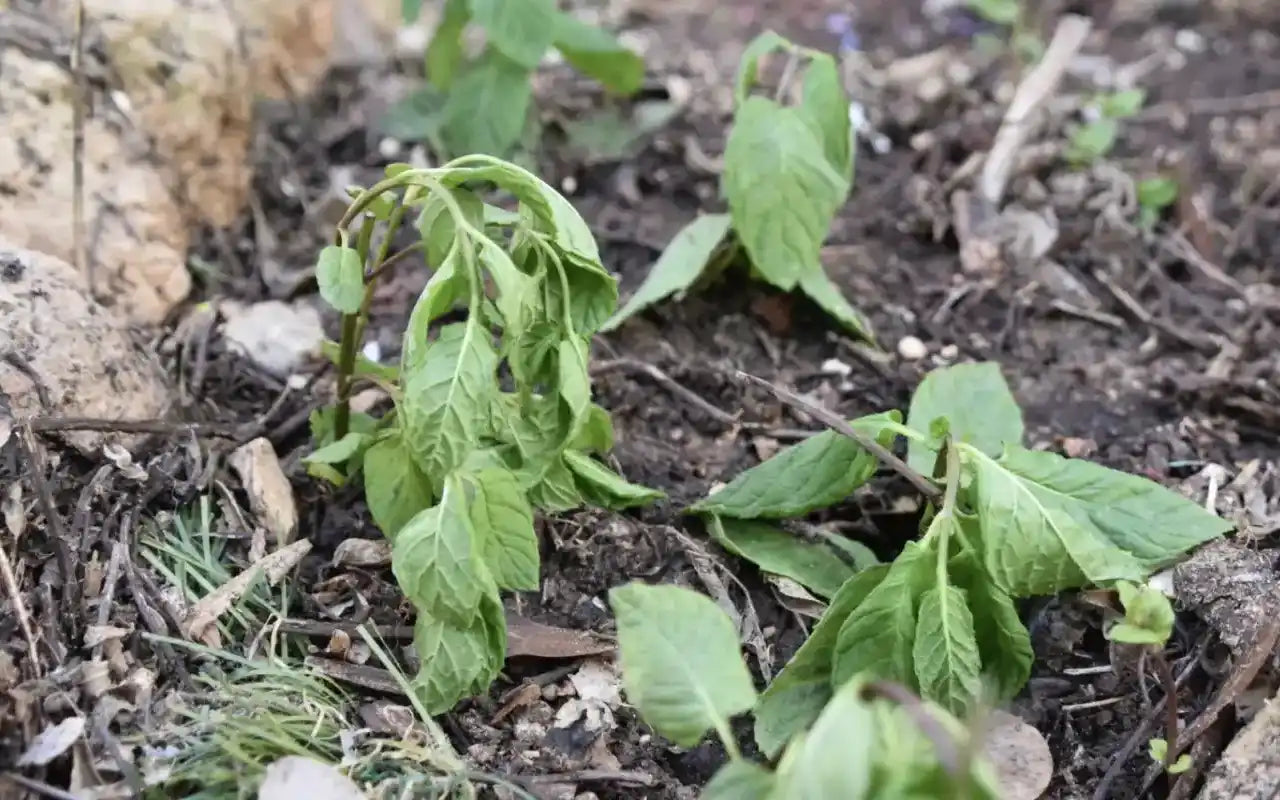 Basil wilting due to overwatering and lack of sun.